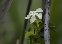 Echites umbellatus