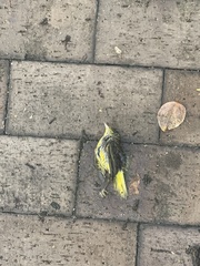 Leiothlypis ruficapilla