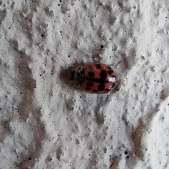 Oenopia conglobata