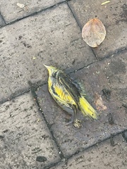 Leiothlypis ruficapilla