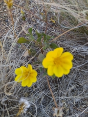 Dendromecon harfordii