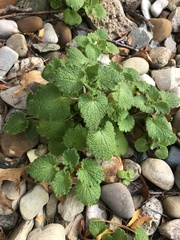 Lamium purpureum