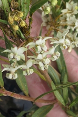 Gomphocarpus