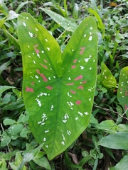 Caladium bicolor