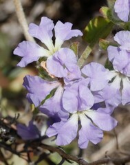 Dampiera eriocephala