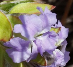 Dampiera eriocephala