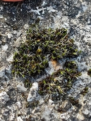 Tortula muralis