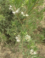 Gomphocarpus