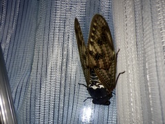 Graptopsaltria nigrofuscata