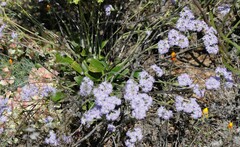 Dampiera eriocephala