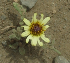Arctotheca calendula