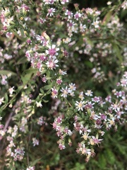 Symphyotrichum lateriflorum