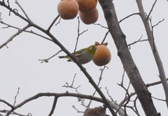 Zosterops erythropleurus