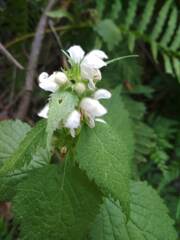 Lamium flexuosum