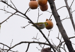 Zosterops erythropleurus