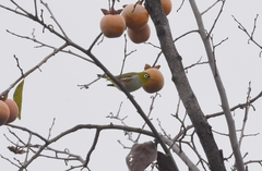 Zosterops erythropleurus