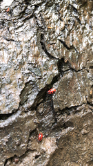 Endomychus coccineus