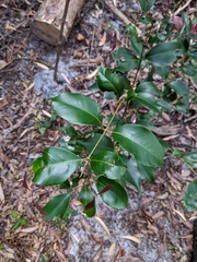 Syzygium
