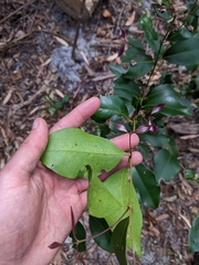 Syzygium