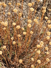 Santolina rosmarinifolia