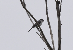 Pericrocotus divaricatus