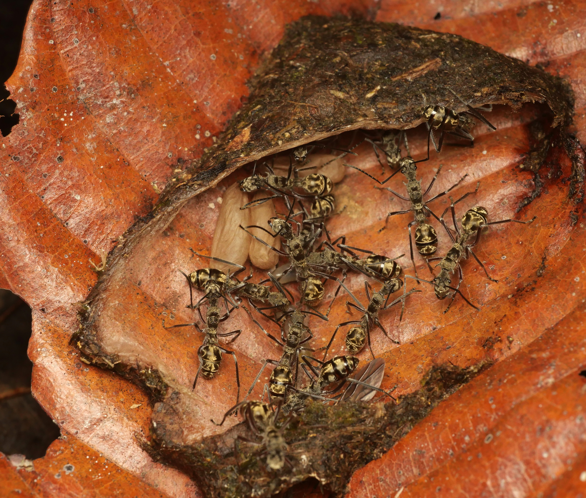 Polyrhachis reclinata