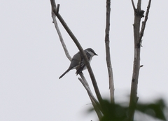 Pericrocotus divaricatus