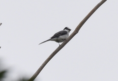 Pericrocotus divaricatus