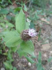 Centaurea pectinata