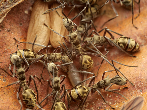 Polyrhachis reclinataPolyrhachis reclinata