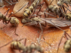 Polyrhachis sexspinosa