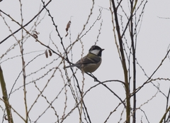 Parus minor