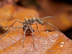 Polyrhachis sexspinosa