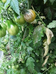 Phytophthora infestans