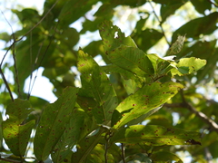 Bridelia retusa