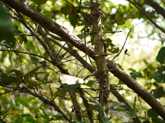 Bridelia retusa