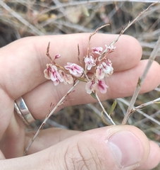 Atraphaxis frutescens
