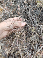 Atraphaxis frutescens