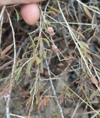 Atraphaxis frutescens