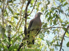 Patagioenas cayennensis