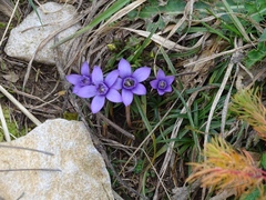 Gentianella germanica