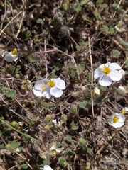 Perityle crassifolia