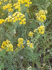 Oncosiphon grandiflorus