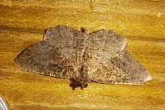 Rhoptria asperaria