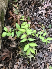 Celtis tenuifolia