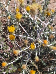 Pentzia incana