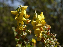 Crotalaria spectabilis