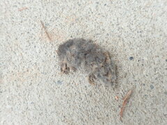 Rodentia