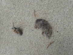 Rodentia