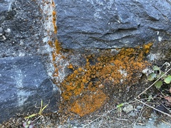 Xanthocarpia feracissima